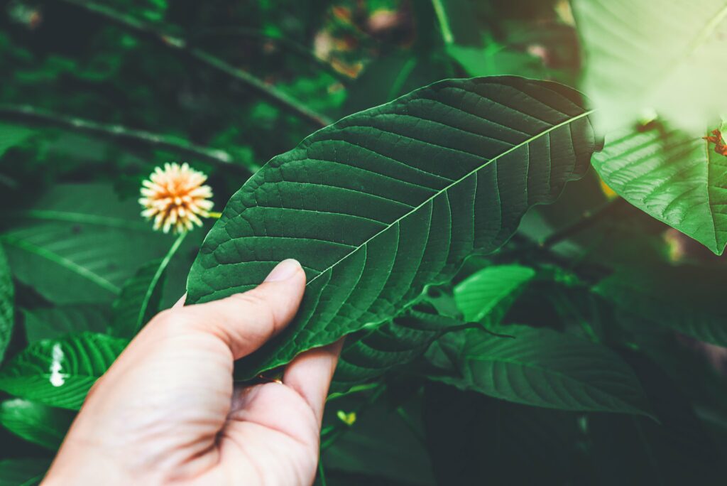 kratom leaves mitragyna speciosa flowers 